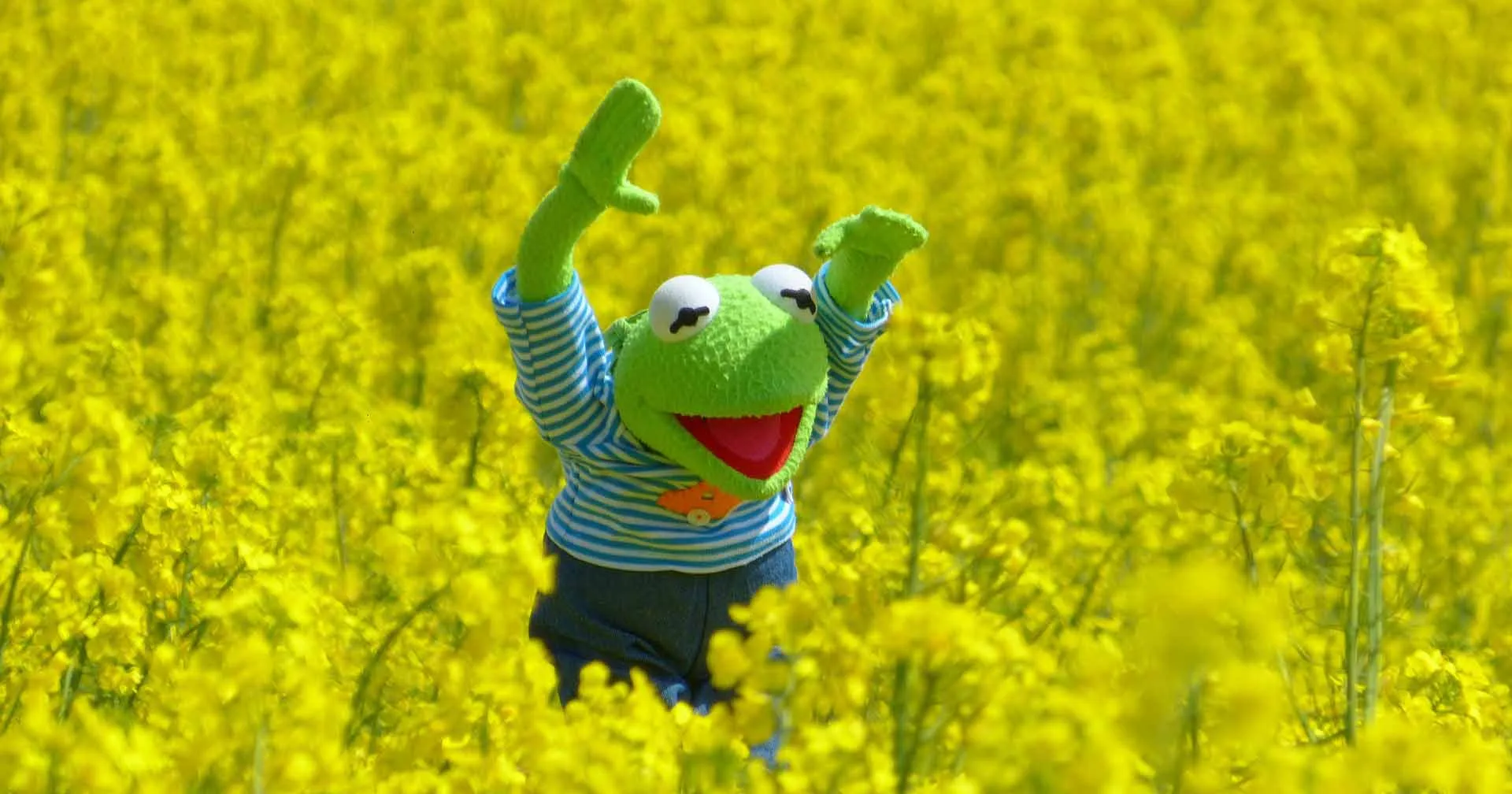 le cri de la grenouille en seo