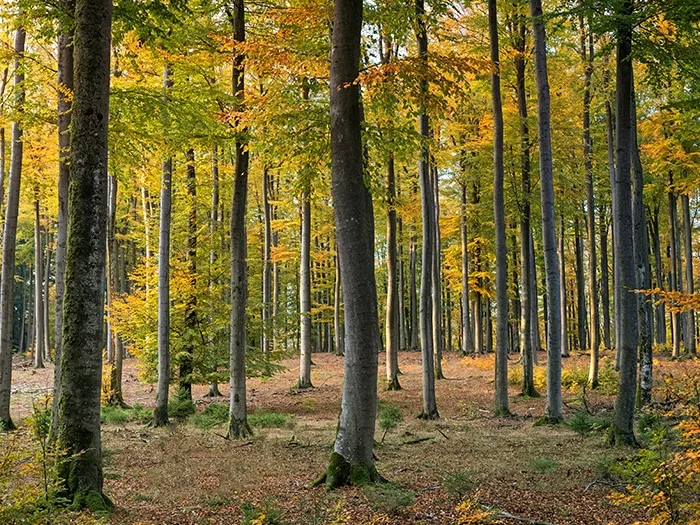 foret