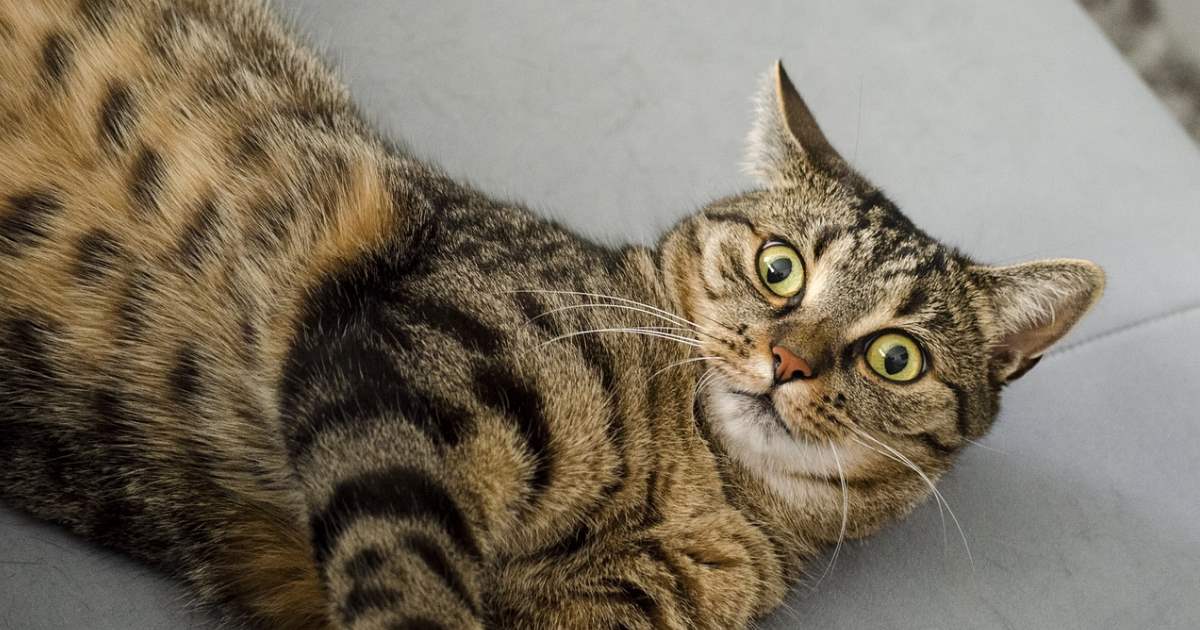 Annonce Google gratuite : et si sur un malentendu…