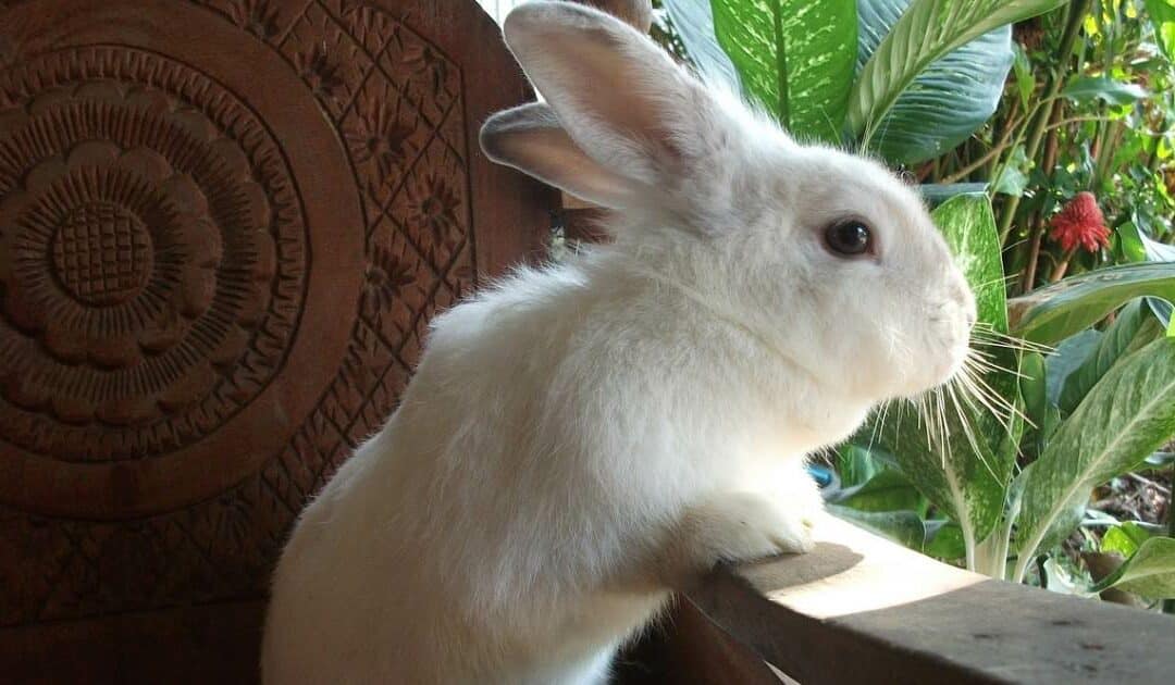 EMD et SEO : faut-il avoir peur de l’Exact match domain ?